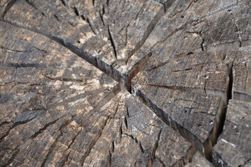 Cracked trunk of tree. Natural Tree Wood Bark Trunk Background Material. Tree rings old weathered wood texture with the cross section of a cut log.The crack on the surface of the cut wood. Ideal round