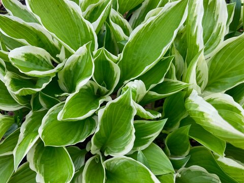 green leaves of a hosta background