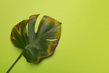 Sick monstera leaf on color background, top view. Plant disease © Liami