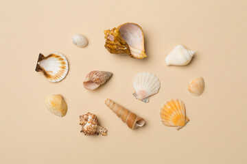 Sea shells on color background, top view. Summer concept