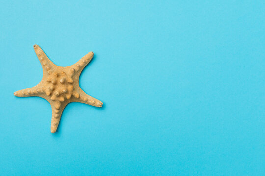 Starfish on color background, top view