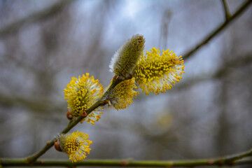 Spring and Easter Willow Cats. Holly willow. Salix caprea.