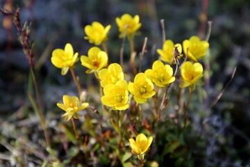 yellow flowers