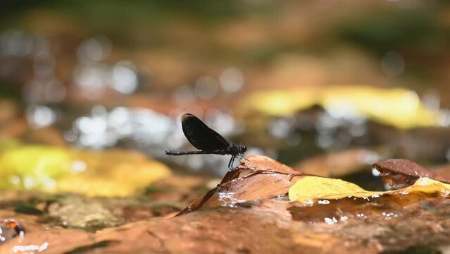 Resting in the middle of the stream during a sunny morning, Euphaea masoni male Damselfly, Kaeng Krachan National Park, Thailand.