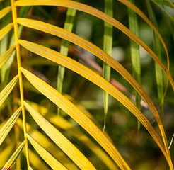 Green leaves on a palm plant.