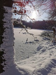 Zaśnieżone drzewo nad zamarzniętym, zaśnieżonym jeziorem,  w słoneczny dzień