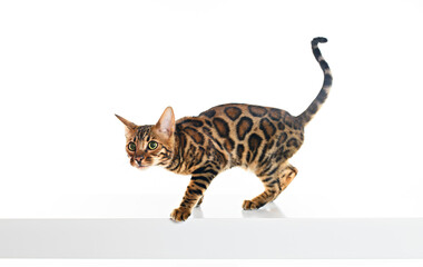 Cute Bengal Cat in studio white background