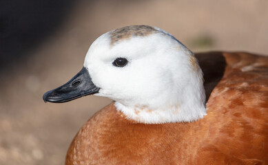Portrait of a red duck with a white head.