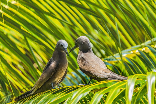 Black Noddy Birds Moorea Tahiti