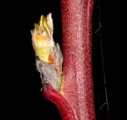 Flower bud on peach branch isolated on black background.