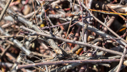Dry branches of a tree as a background.