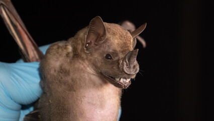 Brazilian bat Dark Fruit-eating Bat (Artibeus obscurus). 