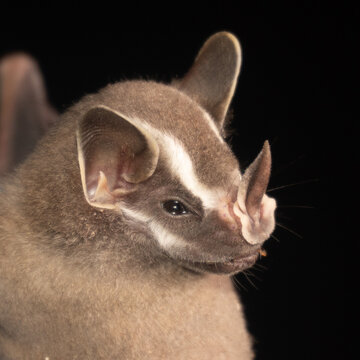 Portrait Of Brazilian Bat Tent-making Bat (Uroderma Bilobatum)