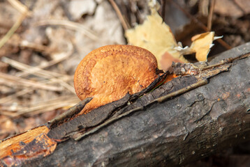 Mushrooms on the bark of a tree in the forest.