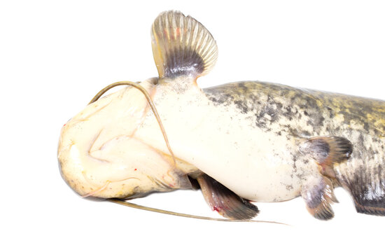 Catfish fish isolated on white background.