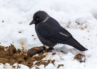 Crow on the snow in winter