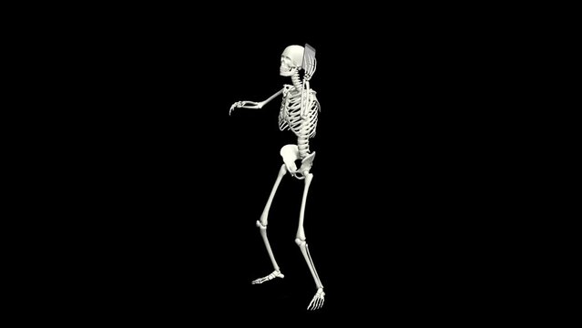 Skeleton is talking on the phone. Skeleton conversation using the phone. 3D realistic animation.
