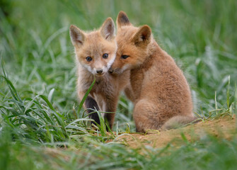 Red fox kits at a den