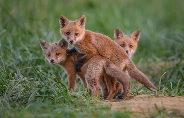 Red fox kits at a den
