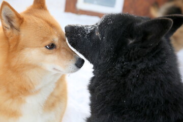 portrait of a dog