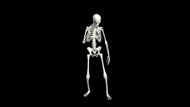 Skeleton is talking on the phone. Skeleton conversation using the phone. 3D realistic animation.