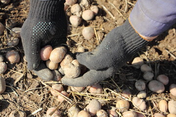 The hands of a European man are sorting through the remains of old potatoes. Preparation of potatoes for planting.