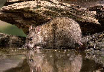 Bruine rat - Brown rat