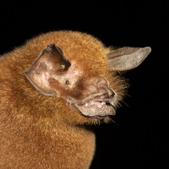 Portrait of Brazilian bat Wagner's Mustached Bat (Pteronotus personatus)