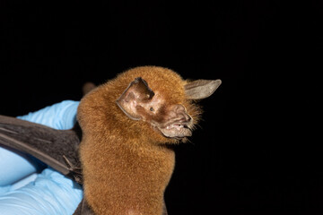 Portrait of Brazilian bat Wagner's Mustached Bat (Pteronotus personatus)