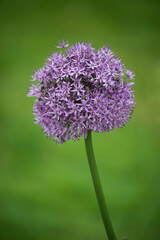 Closeup of purple allium blossom in a public garden