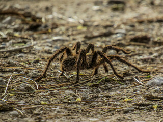 winsi araña