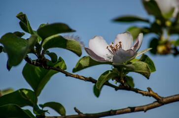 flor de pera