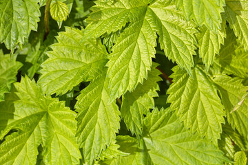 Im Frühling wachsen frische grüne Hopfenblätter.