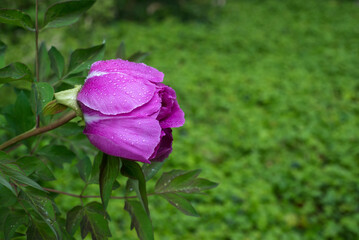 CLoseup of rain drops on purple peony flower in a public garden