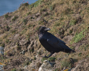 Common raven perched on a cliff top in Wales