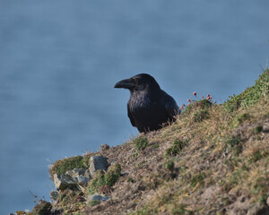 Common raven perched on a cliff top in Wales