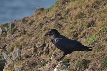 Common raven perched on a cliff top in Wales