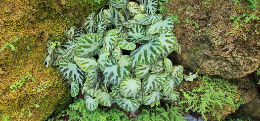 The leaves are twisted into a spiral with small soft hairs. and the patterned light green and dark...