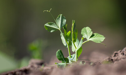 Sprout pea growing in the soil.