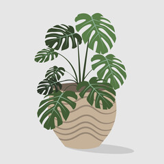 monstera flower illustration graphic element for poster, book, banner, postcard, botany, indoor flowers. © Yekaterina