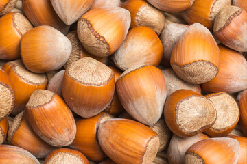 Heap of raw hazelnut in the shell as background