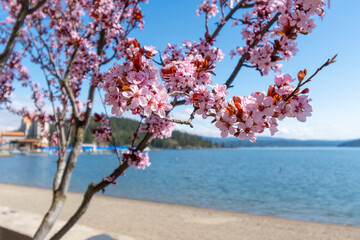 Blooming cherry blossoms along the beach of Lake Coeur d'Alene with the downtown resort, Tubbs Hill...