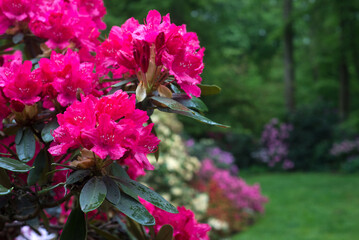 CLoseup of pink rhododendrons blossom in a public garden