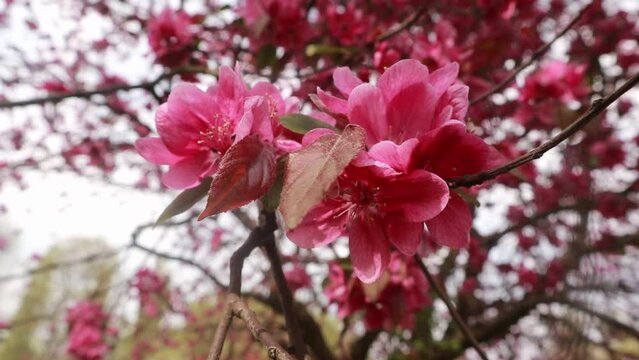 Delicate pink flowers on a tree in early spring
