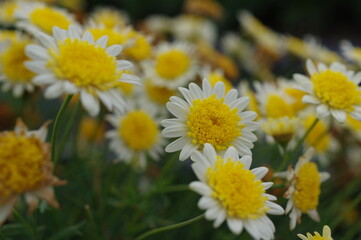 Fototapeta premium カモミールの花