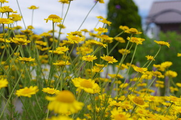 たくさんの小さな黄色の花