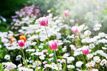 Beautiful bright colorful multicolored blooming daisy and tulips on large flowerbed in city garden or flower farm field in springtime. Spring easter flower background