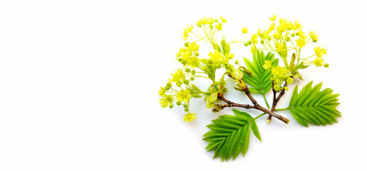 Obraz premium Young leaves with yellow flowers on a white isolated background. Design, postcard.