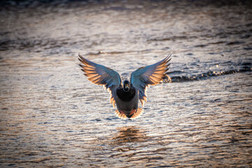 waterfowl on the river, Ural, Russia in spring