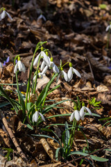 White snowdrop flower, close up. Galanthus blossoms illuminated by the sun in the green blurred background, early spring. Galanthus nivalis bulbous, perennial herbaceous plant in Amaryllidaceae family